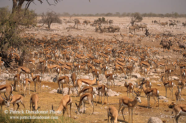 Springbok herds, Etosha NP, Namibia -  Springbok, troupeaux  15031