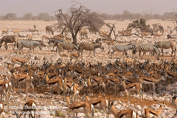 Springbok herds, Etosha NP, Namibia -  Springbok, troupeaux  15032