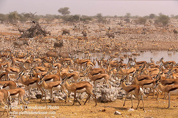 Springbok herds, Etosha NP, Namibia -  Springbok, troupeaux  15033