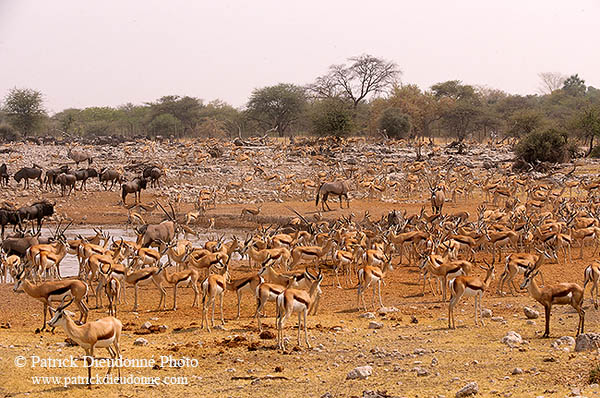 Springbok herds, Etosha NP, Namibia -  Springbok, troupeaux  15034
