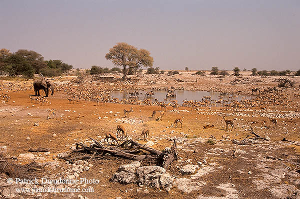 Springbok herds, Etosha NP, Namibia -  Springbok, troupeaux  15035