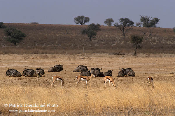 Springboks, Kalahari Gemsbok NP, S. Africa -  Springboks  15037