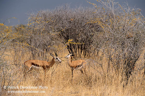 Springboks, Etosha NP, Namibia -  Springboks  15038