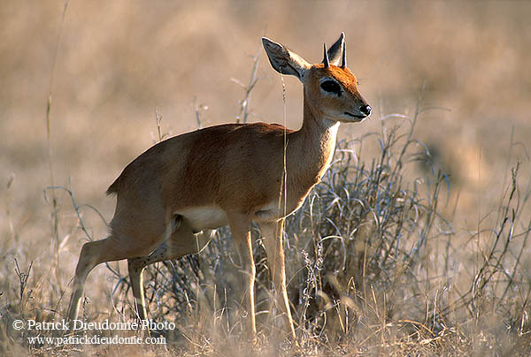 Steenbok, Kruger NP, S. Africa - Raphicère  15070