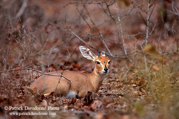 Steenbok, Kruger NP, S. Africa - Raphicère  15071