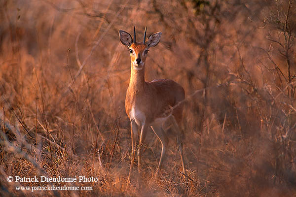 Steenbok, Kruger NP, S. Africa - Raphicère  15072