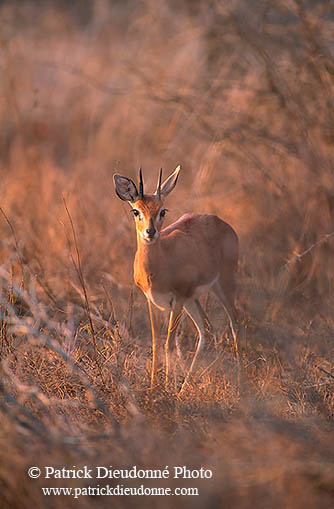 Steenbok, Kruger NP, S. Africa - Raphicère  15073