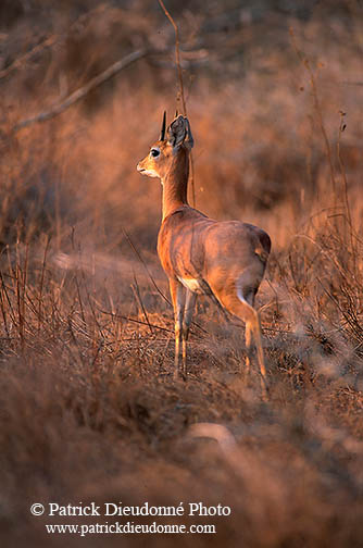 Steenbok, Kruger NP, S. Africa - Raphicère  15074