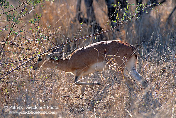 Steenbok, Kruger NP, S. Africa - Raphicère femelle 15076