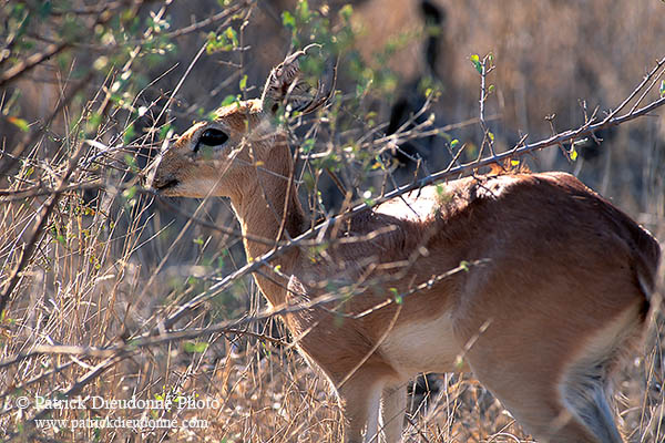 Steenbok, Kruger NP, S. Africa - Raphicère femelle 15077