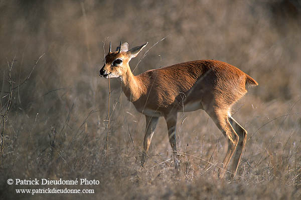 Steenbok, Kruger NP, S. Africa - Raphicère  15078