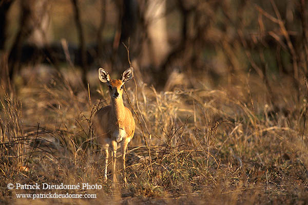 Steenbok, Kruger NP, S. Africa - Raphicère femelle 15079