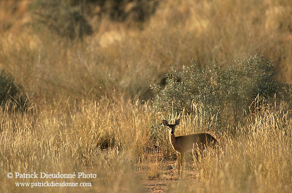 Steenbok, Kruger NP, S. Africa - Raphicère femelle 15080