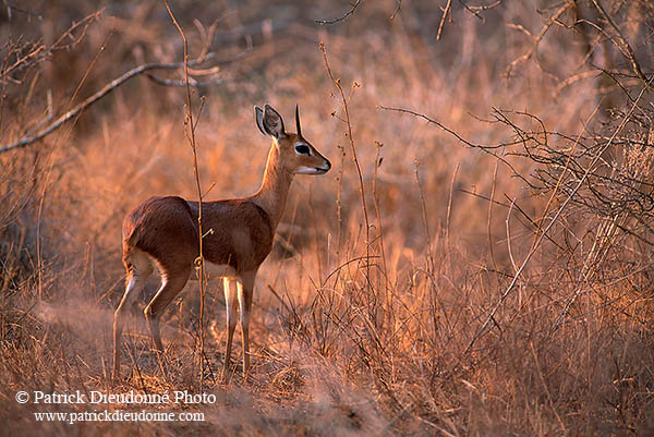 Steenbok, Kruger NP, S. Africa - Raphicère  15081