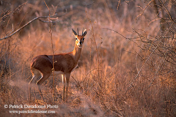 Steenbok, Kruger NP, S. Africa - Raphicère  15082