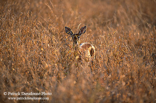 Steenbok, Kruger NP, S. Africa - Raphicère femelle 15084