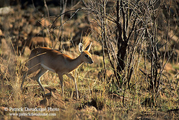 Steenbok, Kruger NP, S. Africa - Raphicère femelle 15085