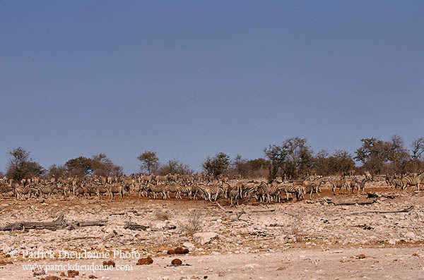 Zebras at waterhole, Etosha NP, Namibia -  Zèbres au point d'eau  15169