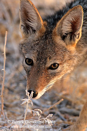 Jackal (Black-backed), Etosha NP, Namibia  - Chacal à chabraque 14824