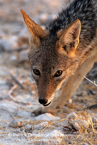 Jackal (Black-backed), Etosha NP, Namibia  - Chacal à chabraque  14825