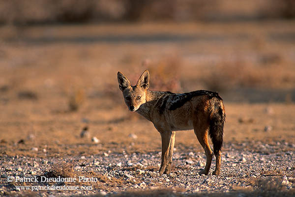 Jackal (Black-backed), Etosha NP, Namibia  - Chacal à chabraque  14827