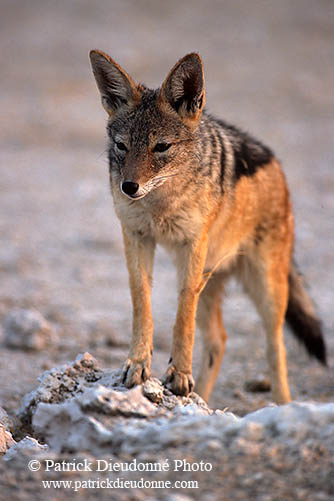 Jackal (Black-backed), Etosha NP, Namibia  - Chacal à chabraque  14826