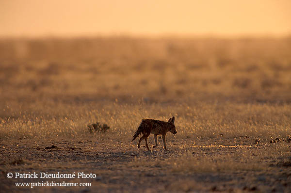 Jackal (Black-backed), Etosha NP, Namibia  - Chacal à chabraque  14828