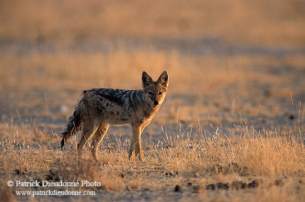 Jackal (Black-backed), Etosha NP, Namibia  - Chacal à chabraque   14828