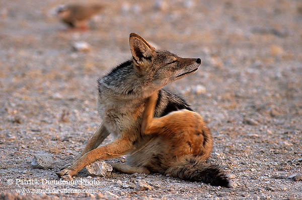 Jackal (Black-backed), Etosha NP, Namibia  - Chacal à chabraque  14830