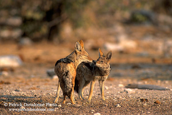 Jackal (Black-backed), Etosha NP, Namibia  - Chacal à chabraque  14831