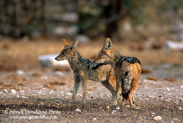 Jackal (Black-backed), Etosha NP, Namibia  - Chacal à chabraque  14832