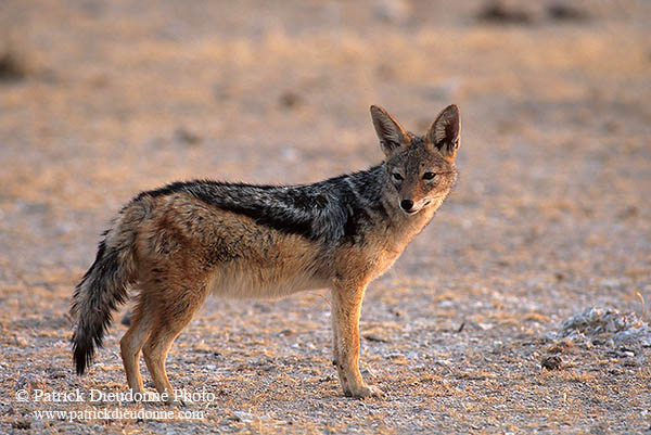 Jackal (Black-backed), Etosha NP, Namibia  - Chacal à chabraque  14833