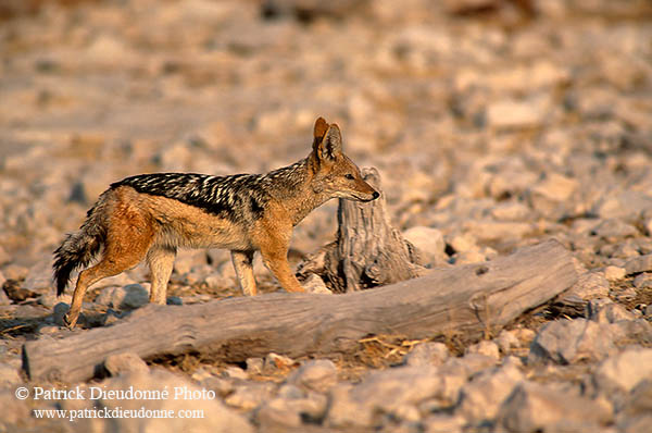 Jackal (Black-backed), Etosha NP, Namibia  - Chacal à chabraque  14834