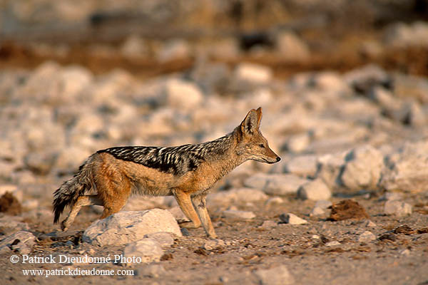 Jackal (Black-backed), Etosha NP, Namibia  - Chacal à chabraque  14835