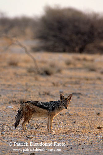 Jackal (Black-backed), Etosha NP, Namibia  - Chacal à chabraque  14836