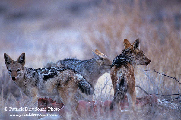 Jackal (Black-backed), Etosha NP, Namibia  - Chacal à chabraque  14838