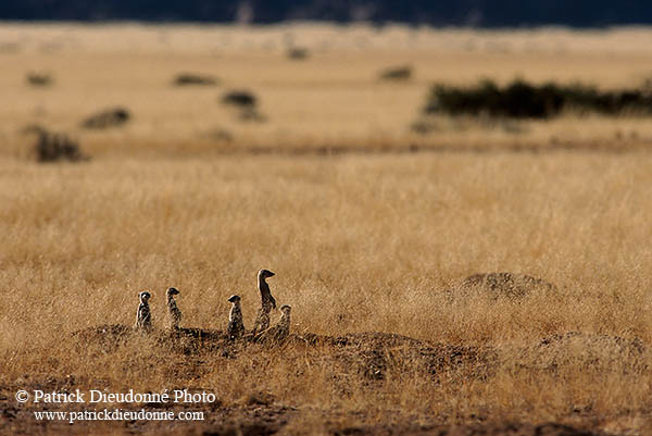 Meerkats, Namib-Naukluft NP, Namibia  -  Suricates, Namibie    14913