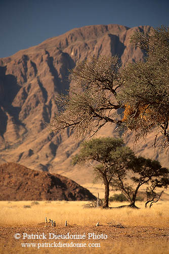 Meerkats, Namib-Naukluft NP, Namibia  -  Suricates, Namibie    14914