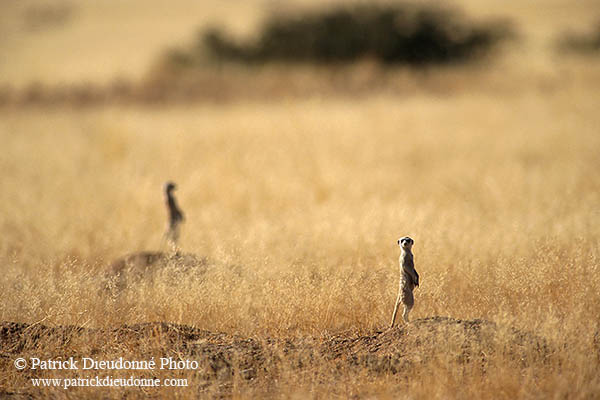 Meerkats, Namib-Naukluft NP, Namibia  -  Suricates, Namibie    14915