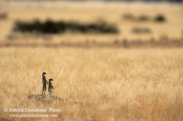 Meerkats, Namib-Naukluft NP, Namibia  -  Suricates, Namibie    14916