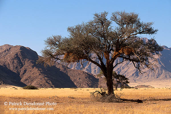 Meerkats, Namib-Naukluft NP, Namibia  -  Suricates, Namibie    14918