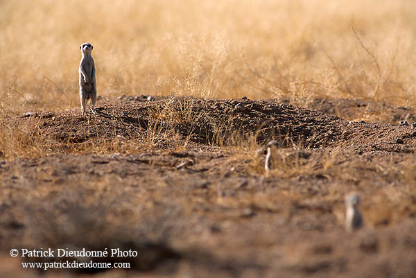 Meerkats, Namib-Naukluft NP, Namibia  -  Suricates, Namibie    14919