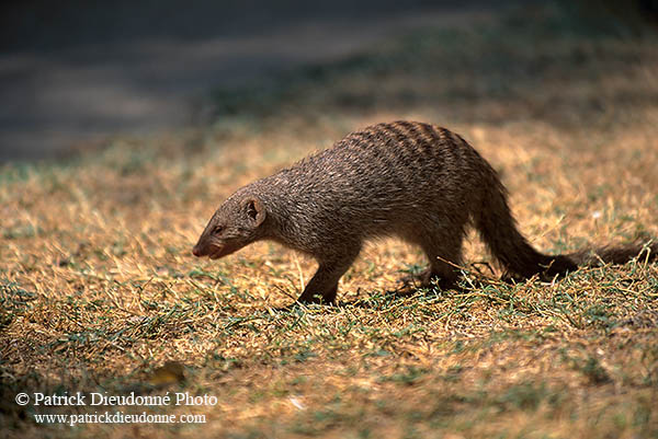 Mongoose (Banded), Etosha NP, Namibia - Mangue rayée 14920