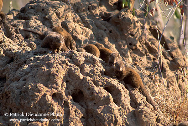Mongoose (Dwarf), Etosha NP, Namibia - Mangoustes naines 14923