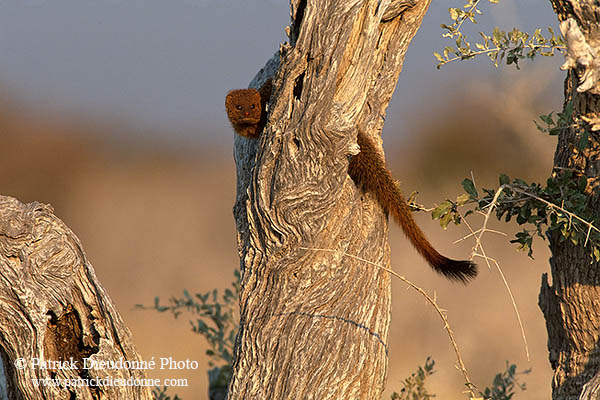 Mongoose (Slender), Etosha NP, Namibia -  Mangouste rouge  14928