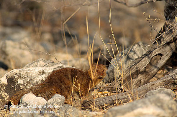 Mongoose (Slender), Etosha NP, Namibia -  Mangouste rouge  14929