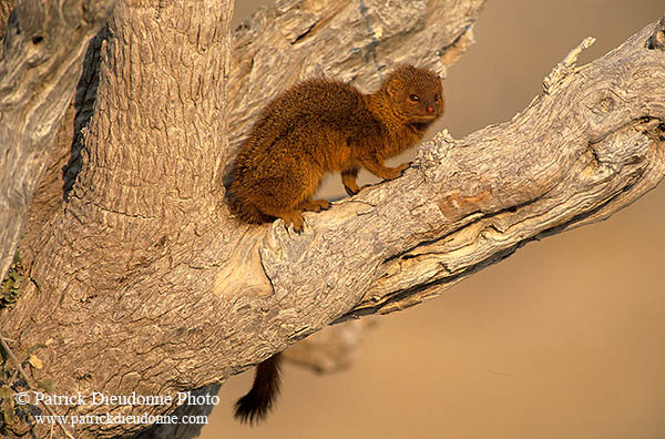 Mongoose (Slender), Etosha NP, Namibia -  Mangouste rouge  14931