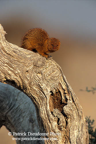 Mongoose (Slender), Etosha NP, Namibia -  Mangouste rouge  14927