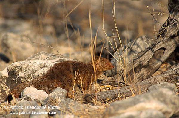 Mongoose (Slender), Etosha NP, Namibia -  Mangouste rouge  14930