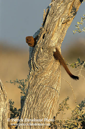 Mongoose (Slender), Etosha NP, Namibia -  Mangouste rouge  14932
